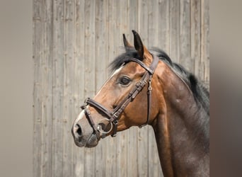 Hannoveraan, Merrie, 4 Jaar, 170 cm, Bruin