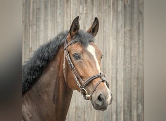 Hannoveraan, Merrie, 4 Jaar, 170 cm, Bruin