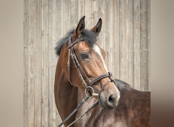 Hannoveraan, Merrie, 4 Jaar, 170 cm, Bruin