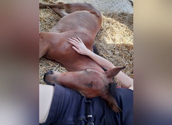 Hannoveraan, Merrie, 4 Jaar, 170 cm, Bruin