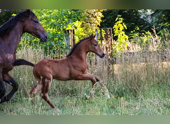 Hannoveraan, Merrie, 4 Jaar, 170 cm, Bruin