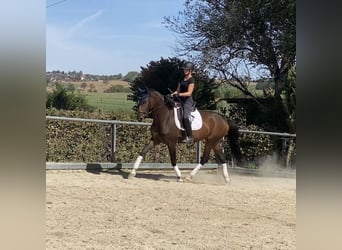 Hannoveraan, Merrie, 4 Jaar, 170 cm, Bruin