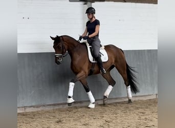 Hannoveraan, Merrie, 4 Jaar, 170 cm, Bruin