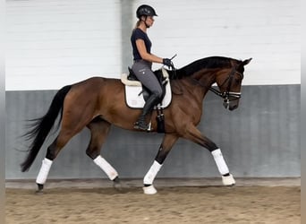 Hannoveraan, Merrie, 4 Jaar, 170 cm, Bruin