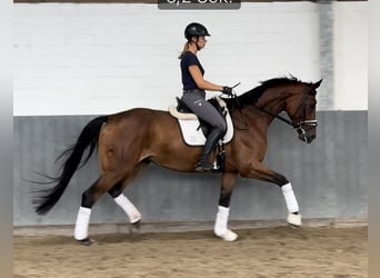 Hannoveraan, Merrie, 4 Jaar, 170 cm, Bruin