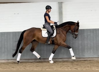 Hannoveraan, Merrie, 4 Jaar, 170 cm, Bruin