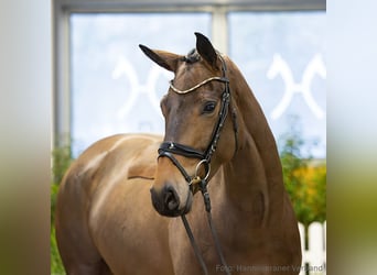 Hannoveraan, Merrie, 4 Jaar, 170 cm, Bruin