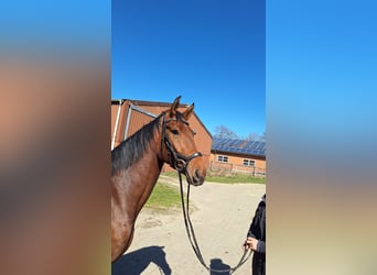 Hannoveraan, Merrie, 4 Jaar, 170 cm, Bruin