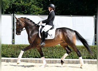 Hannoveraan, Merrie, 4 Jaar, 170 cm, Donkerbruin