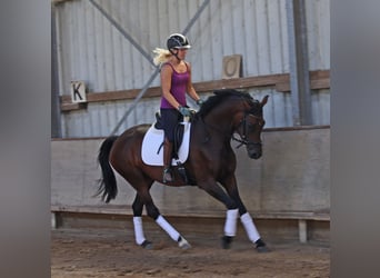 Hannoveraan, Merrie, 4 Jaar, 170 cm, Donkerbruin