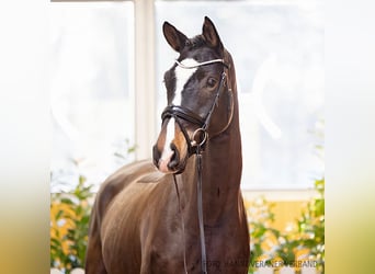 Hannoveraan, Merrie, 4 Jaar, 170 cm, Donkerbruin