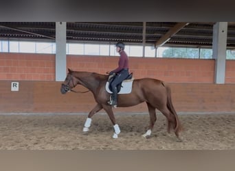 Hannoveraan, Merrie, 4 Jaar, 170 cm, Donkere-vos