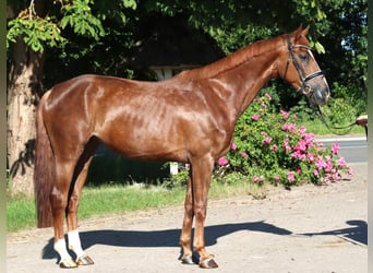 Hannoveraan, Merrie, 4 Jaar, 170 cm, Donkere-vos