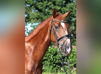 Hannoveraan, Merrie, 4 Jaar, 170 cm, Donkere-vos