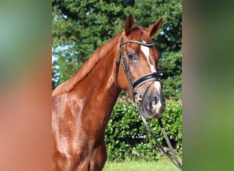 Hannoveraan, Merrie, 4 Jaar, 170 cm, Donkere-vos