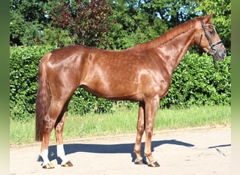 Hannoveraan, Merrie, 4 Jaar, 170 cm, Donkere-vos