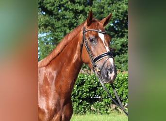 Hannoveraan, Merrie, 4 Jaar, 170 cm, Donkere-vos