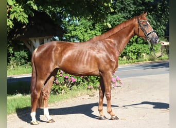 Hannoveraan, Merrie, 4 Jaar, 170 cm, Donkere-vos