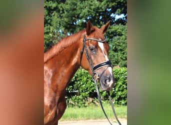 Hannoveraan, Merrie, 4 Jaar, 170 cm, Donkere-vos