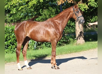 Hannoveraan, Merrie, 4 Jaar, 170 cm, Donkere-vos