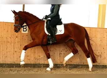 Hannoveraan, Merrie, 4 Jaar, 170 cm, Vos