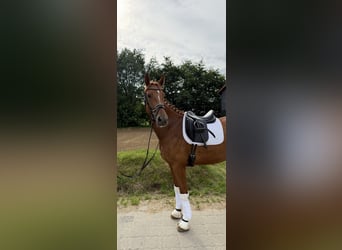 Hannoveraan, Merrie, 4 Jaar, 170 cm, Vos