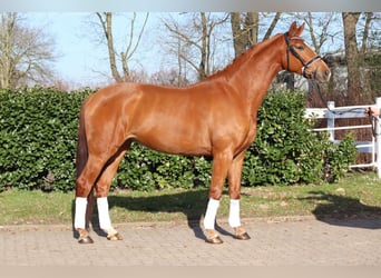 Hannoveraan, Merrie, 4 Jaar, 170 cm, Vos