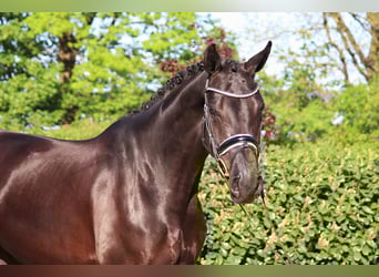 Hannoveraan, Merrie, 4 Jaar, 170 cm, Zwart