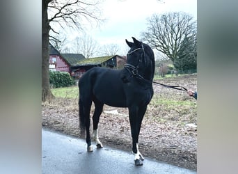 Hannoveraan, Merrie, 4 Jaar, 170 cm, Zwart