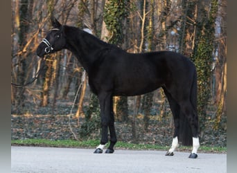 Hannoveraan, Merrie, 4 Jaar, 170 cm, Zwart