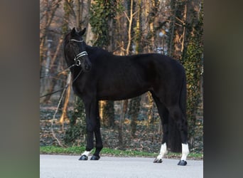 Hannoveraan, Merrie, 4 Jaar, 170 cm, Zwart