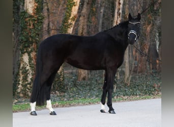 Hannoveraan, Merrie, 4 Jaar, 170 cm, Zwart