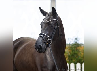 Hannoveraan, Merrie, 4 Jaar, 170 cm, Zwart