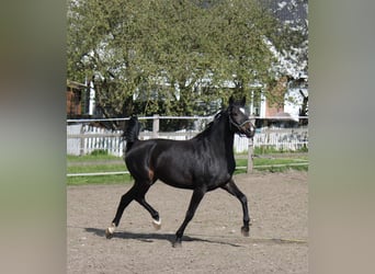 Hannoveraan, Merrie, 4 Jaar, 170 cm, Zwartbruin