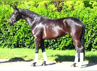 Hannoveraan, Merrie, 4 Jaar, 170 cm, Zwartbruin