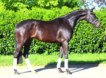 Hannoveraan, Merrie, 4 Jaar, 170 cm, Zwartbruin