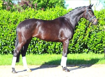 Hannoveraan, Merrie, 4 Jaar, 170 cm, Zwartbruin