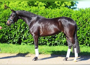 Hannoveraan, Merrie, 4 Jaar, 170 cm, Zwartbruin