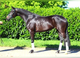 Hannoveraan, Merrie, 4 Jaar, 170 cm, Zwartbruin