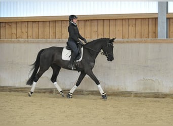 Hannoveraan, Merrie, 4 Jaar, 170 cm, Zwartbruin