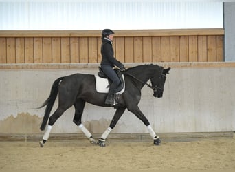 Hannoveraan, Merrie, 4 Jaar, 170 cm, Zwartbruin