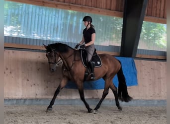 Hannoveraan, Merrie, 4 Jaar, 171 cm, Bruin