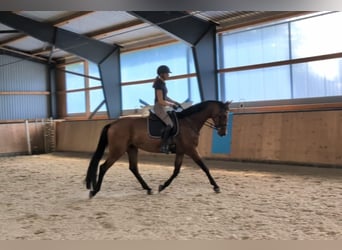 Hannoveraan, Merrie, 4 Jaar, 171 cm, Bruin