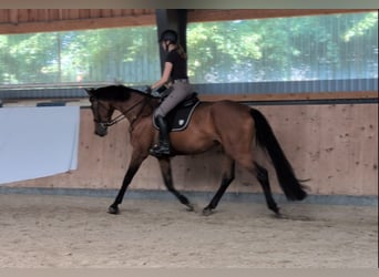 Hannoveraan, Merrie, 4 Jaar, 171 cm, Bruin