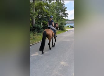 Hannoveraan, Merrie, 4 Jaar, 171 cm, Bruin