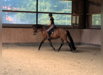 Hannoveraan, Merrie, 4 Jaar, 171 cm, Bruin