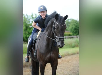 Hannoveraan, Merrie, 4 Jaar, 171 cm, Zwart