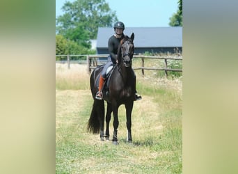 Hannoveraan, Merrie, 4 Jaar, 171 cm, Zwart