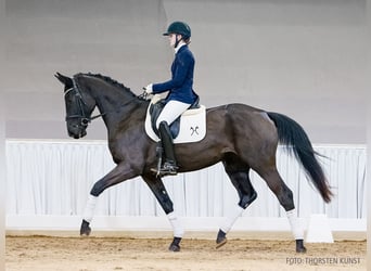 Hannoveraan, Merrie, 4 Jaar, 171 cm, Zwart
