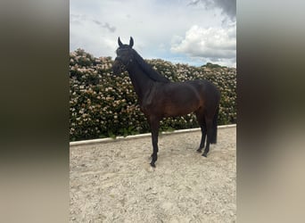 Hannoveraan, Merrie, 4 Jaar, 171 cm, Zwartbruin